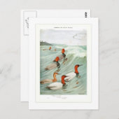 Redhead- en Canvasback-eenden Briefkaart (Voorkant / Achterkant)