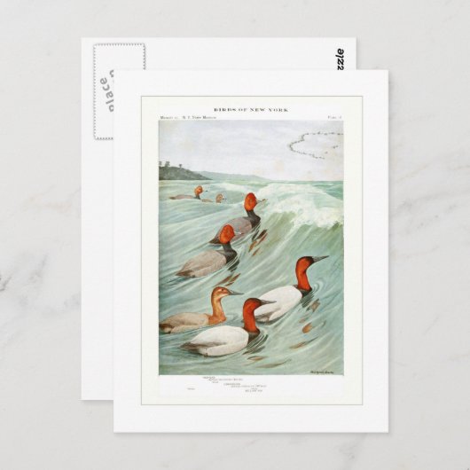 Redhead- en Canvasback-eenden Briefkaart (Voorkant / Achterkant)
