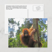 Redhead in Indonesië Briefkaart (Voorkant / Achterkant)