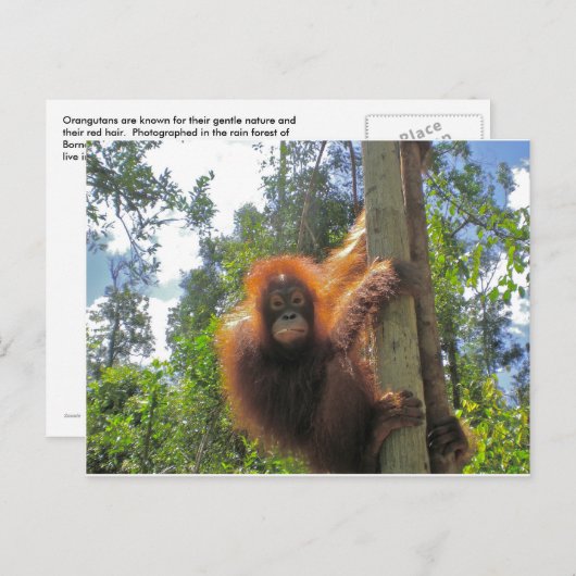 Redhead in Indonesië Briefkaart (Voorkant / Achterkant)