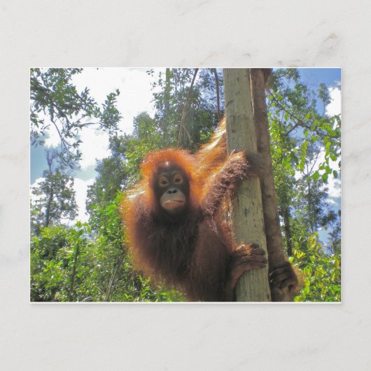 Redhead in Indonesië Briefkaart (Voorkant)