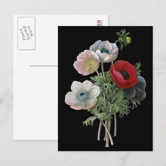 Redoute: Anemone, 1833 Briefkaart (Voorkant / Achterkant)