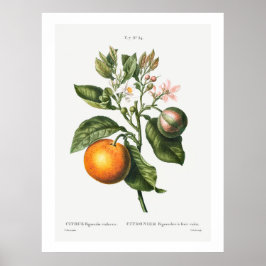 REDOUTÉ "BITTER ORANJE" BOTANISCH POSTER