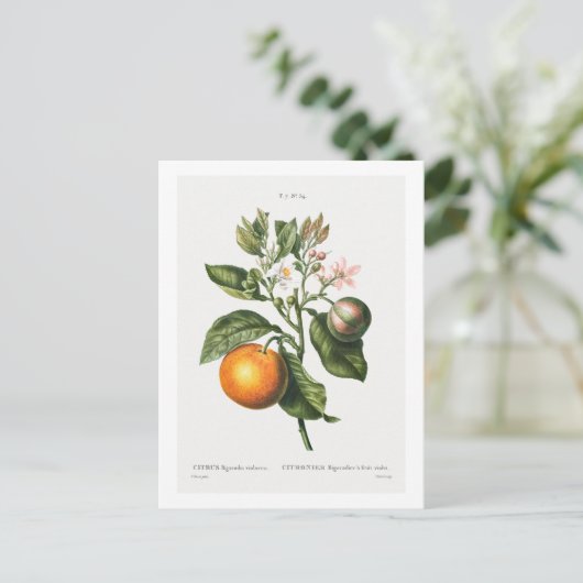 REDOUTÉ BOTANICAL "BITTER ORANJE" BRIEFKAART (Staand voorkant)