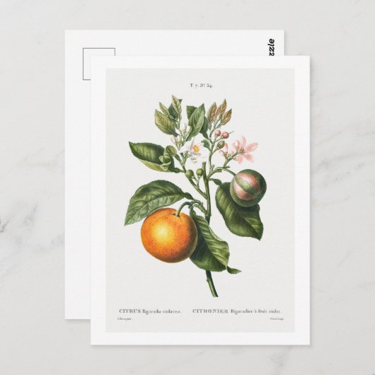 REDOUTÉ BOTANICAL "BITTER ORANJE" BRIEFKAART (Voorkant / Achterkant)