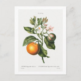 REDOUTÉ BOTANICAL "BITTER ORANJE" BRIEFKAART
