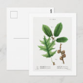 REDOUTÉ BOTANICAL "BLACK OAK" BRIEFKAART (Voorkant / Achterkant)
