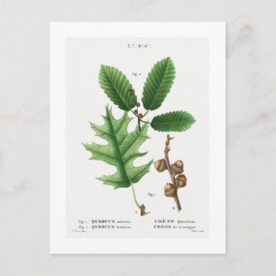 REDOUTÉ BOTANICAL "BLACK OAK" BRIEFKAART
