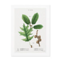 REDOUTÉ BOTANICAL "BLACK OAK" BRIEFKAART
