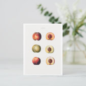 REDOUTÉ BOTANICAL BRIEFKAART (Staand voorkant)