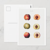 REDOUTÉ BOTANICAL BRIEFKAART (Voorkant / Achterkant)