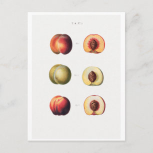 REDOUTÉ BOTANICAL BRIEFKAART