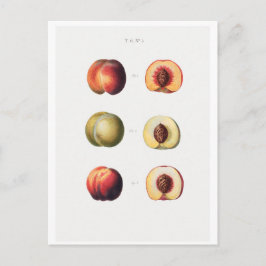 REDOUTÉ BOTANICAL BRIEFKAART