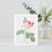 REDOUTÉ BOTANICAL "CABBAGE ROOS" BRIEFKAART (Staand voorkant)