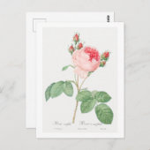 REDOUTÉ BOTANICAL "CABBAGE ROOS" BRIEFKAART (Voorkant / Achterkant)