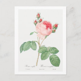 REDOUTÉ BOTANICAL "CABBAGE ROOS" BRIEFKAART