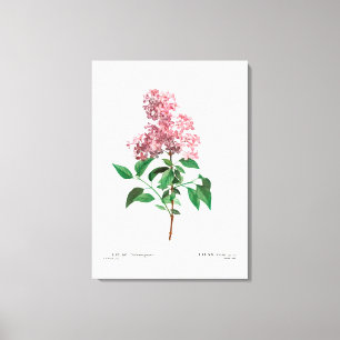 REDOUTÉ  BOTANICAL "CHINESE LILA" CANVAS AFDRUK