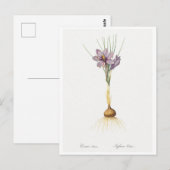 REDOUTÉ BOTANICAL "CROCUSS" BRIEFKAART (Voorkant / Achterkant)