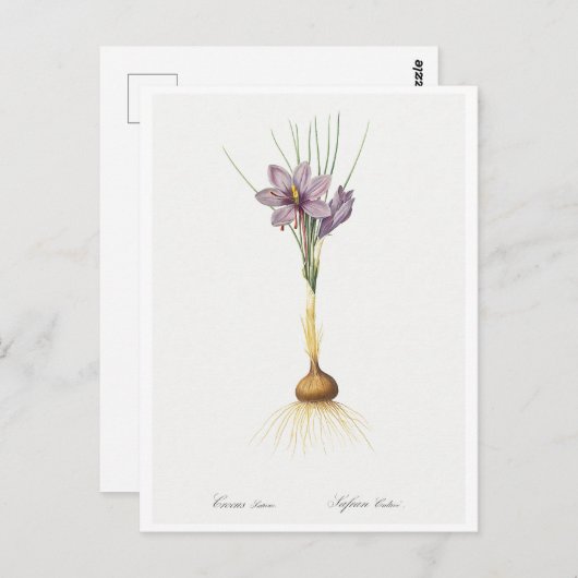 REDOUTÉ BOTANICAL "CROCUSS" BRIEFKAART (Voorkant / Achterkant)