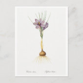 REDOUTÉ BOTANICAL "CROCUSS" BRIEFKAART (Voorkant)