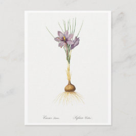 REDOUTÉ BOTANICAL "CROCUSS" BRIEFKAART