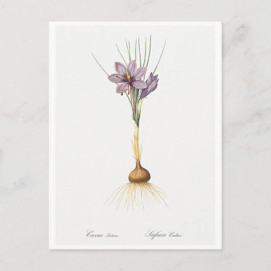 REDOUTÉ BOTANICAL "CROCUSS" BRIEFKAART (Voorkant)