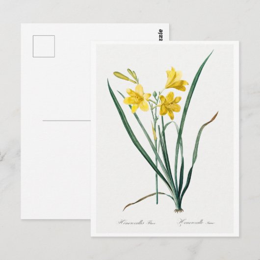 REDOUTÉ BOTANICAL "DAY LILY" BRIEFKAART (Voorkant / Achterkant)