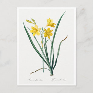 REDOUTÉ BOTANICAL "DAY LILY" BRIEFKAART