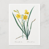 REDOUTÉ BOTANICAL "DAY LILY" BRIEFKAART (Voorkant)