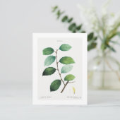 REDOUTÉ BOTANICAL "EARED WILLOW" BRIEFKAART (Staand voorkant)