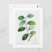 REDOUTÉ BOTANICAL "EARED WILLOW" BRIEFKAART (Voorkant / Achterkant)