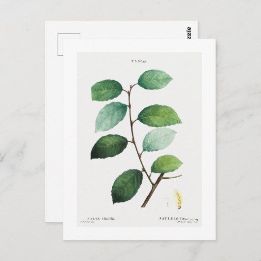 REDOUTÉ BOTANICAL "EARED WILLOW" BRIEFKAART (Voorkant / Achterkant)