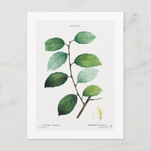 REDOUTÉ BOTANICAL "EARED WILLOW" BRIEFKAART