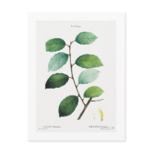 REDOUTÉ BOTANICAL "EARED WILLOW" BRIEFKAART