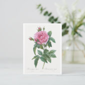 REDOUTÉ BOTANICAL "GALLIC ROOS" BRIEFKAART (Staand voorkant)
