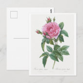 REDOUTÉ BOTANICAL "GALLIC ROOS" BRIEFKAART (Voorkant / Achterkant)