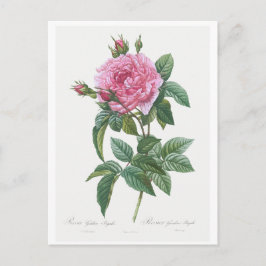 REDOUTÉ BOTANICAL "GALLIC ROOS" BRIEFKAART