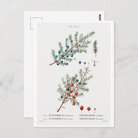 REDOUTÉ BOTANICAL "GEMEENSCHAPPELIJKE JUNIPER" BRI BRIEFKAART (Voorkant / Achterkant)