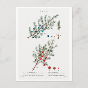 REDOUTÉ BOTANICAL "GEMEENSCHAPPELIJKE JUNIPER" BRI BRIEFKAART