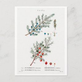 REDOUTÉ BOTANICAL "GEMEENSCHAPPELIJKE JUNIPER" BRI BRIEFKAART