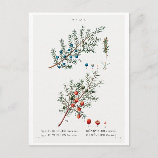 REDOUTÉ BOTANICAL "GEMEENSCHAPPELIJKE JUNIPER" BRI BRIEFKAART (Voorkant)