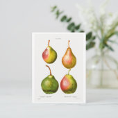 REDOUTÉ BOTANICAL ILLUSTRATION OF "PEARS" BRIEFKAA BRIEFKAART (Staand voorkant)