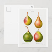 REDOUTÉ BOTANICAL ILLUSTRATION OF "PEARS" BRIEFKAA BRIEFKAART (Voorkant / Achterkant)