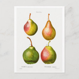 REDOUTÉ BOTANICAL ILLUSTRATION OF "PEARS" BRIEFKAA BRIEFKAART