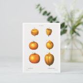 REDOUTÉ BOTANICAL ILLUSTRATION "SINAASAPPELS" BRIE BRIEFKAART (Staand voorkant)