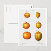 REDOUTÉ BOTANICAL ILLUSTRATION "SINAASAPPELS" BRIE BRIEFKAART (Voorkant / Achterkant)