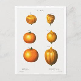 REDOUTÉ BOTANICAL ILLUSTRATION "SINAASAPPELS" BRIE BRIEFKAART
