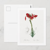 REDOUTÉ BOTANICAL "LILY" BRIEFKAART (Voorkant / Achterkant)
