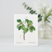 REDOUTÉ BOTANICAL "MAGNOLIA" BRIEFKAART (Staand voorkant)