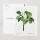 REDOUTÉ BOTANICAL "MAGNOLIA" BRIEFKAART (Voorkant / Achterkant)